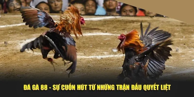 Kinh nghiệm đầu tư hiệu quả vào sản phẩm đá gà 88